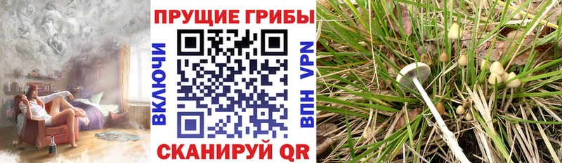Псилоцибиновые грибы Psilocybine cubensis  кракен рабочий сайт  Дмитриев 